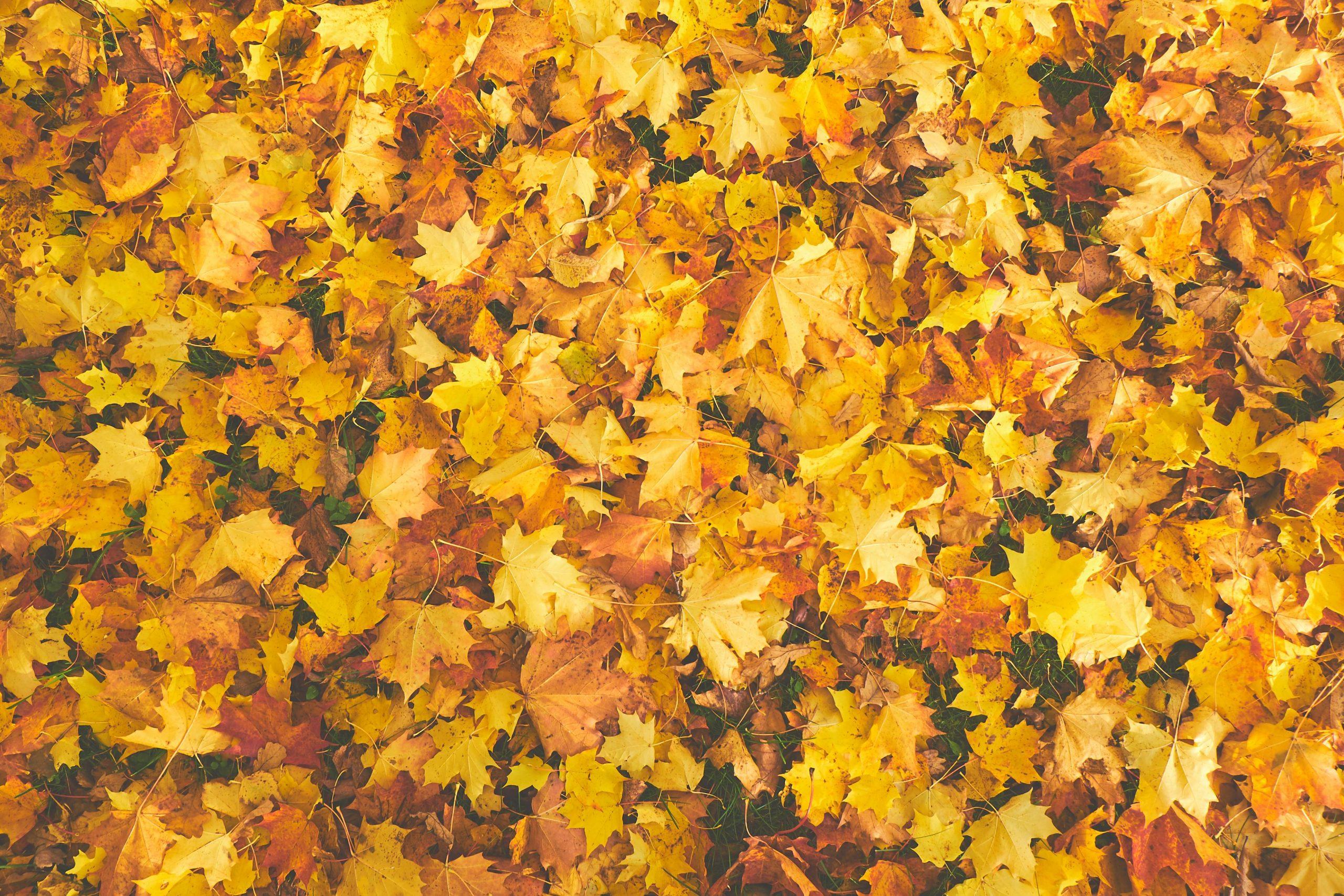 Bright collection of autumn maple leaves in vibrant yellows and oranges.